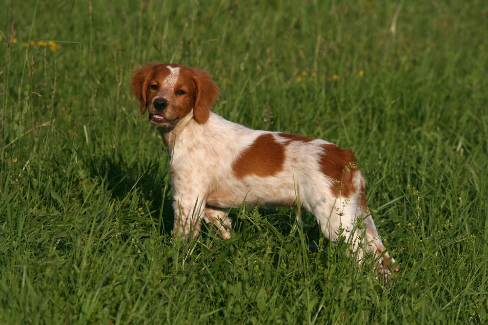 порода собак бретонский эпаньоль