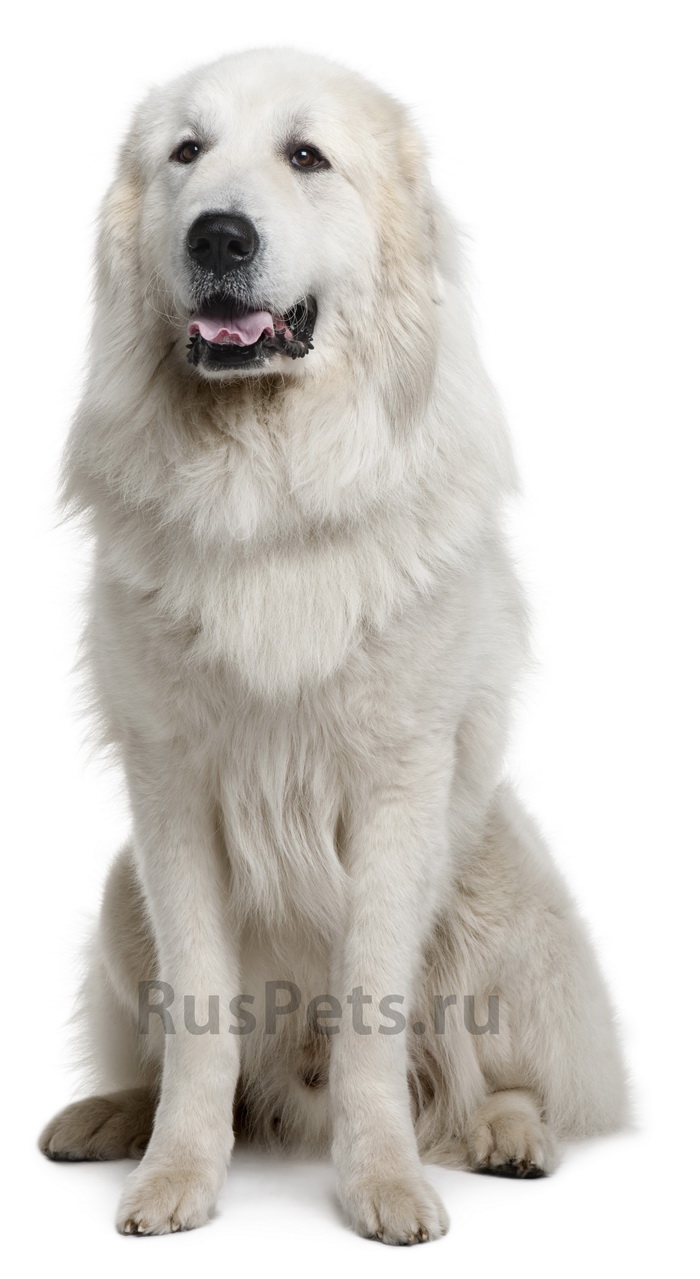 Пиренейская горная собака, Большая пиренейская собака, Пиренейская волчья гончая, Пиренейский волкодав