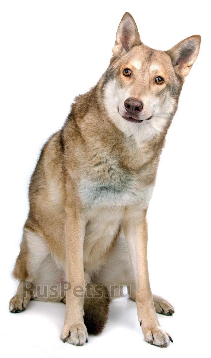 Саарлоос вольфхонд, Саарлооская волчья собака.