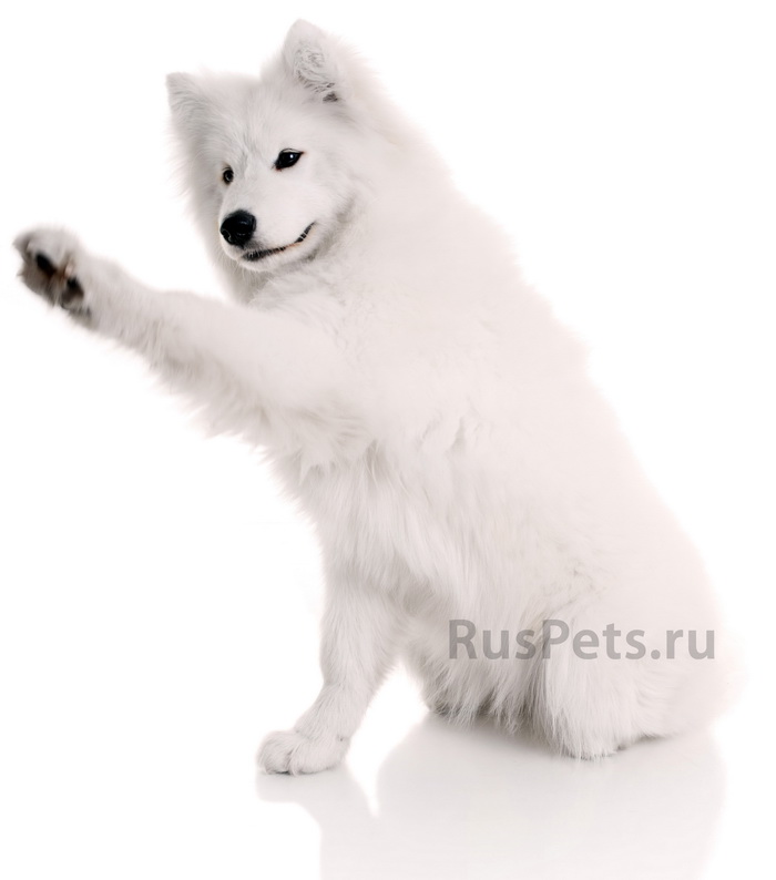 Самоед, Самоедская собака